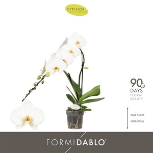 Phalaenopsis overig wit