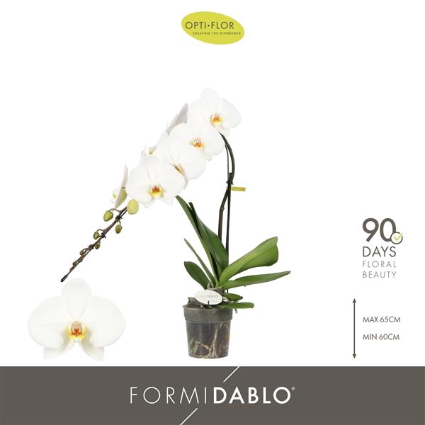 <h4>Phalaenopsis overig wit</h4>