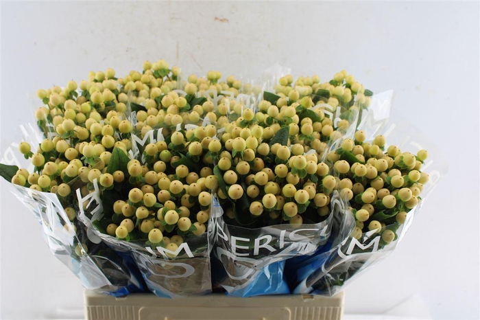 <h4>Hyp Coco Gelato</h4>