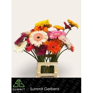Gerbera Mix 4 kleuren Water x40 Lang