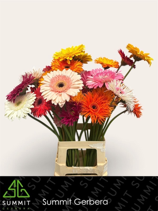 <h4>Gerbera Mix 4 kleuren Water x40 Lang</h4>