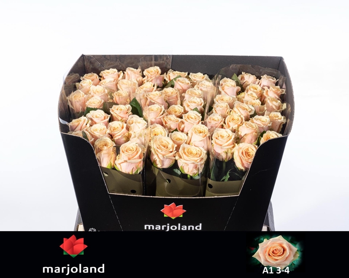 <h4>R GR BELLINI! 3-4</h4>