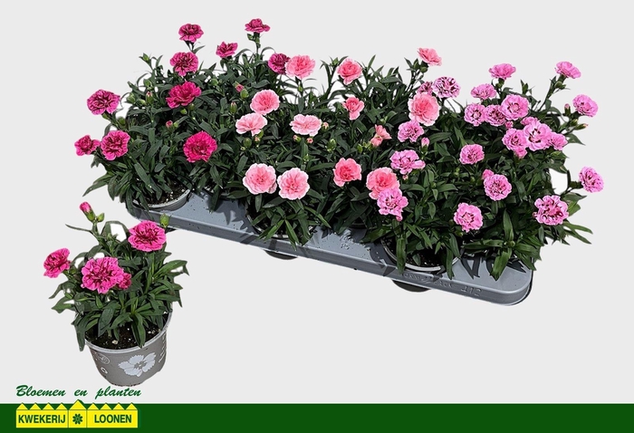 <h4>DIAN OSC GEM</h4>