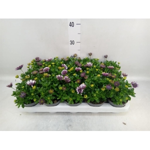 Osteospermum  'FlowPow Dbl Purple'