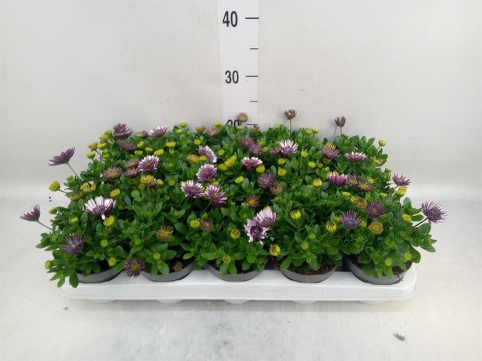 <h4>Osteospermum 'FlowPow Dbl Purple'</h4>