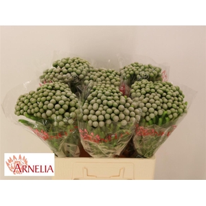 Brun Ayoba Silv Moon