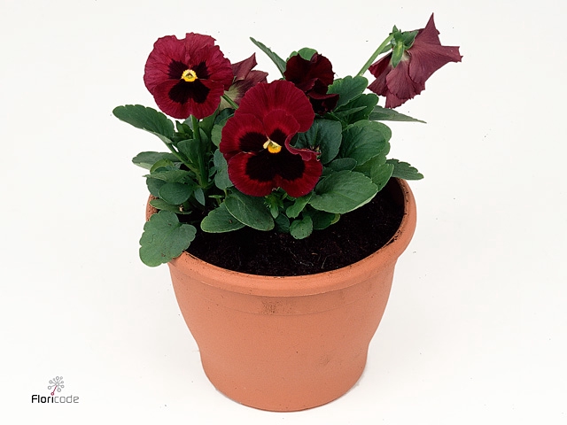 VIO WI DEL ANTIQ SUR