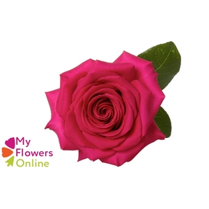 R Gr Pink Floyd! Hot Pink 60cm CO