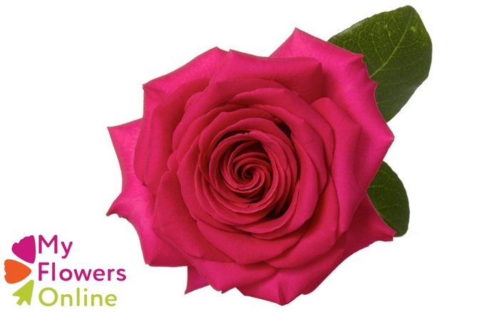 <h4>R Gr Pink Floyd! Hot Pink 60cm CO</h4>
