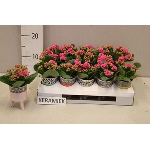 ARR KALANCHOE