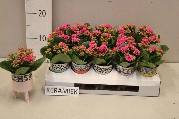 <h4>ARR KALANCHOE</h4>