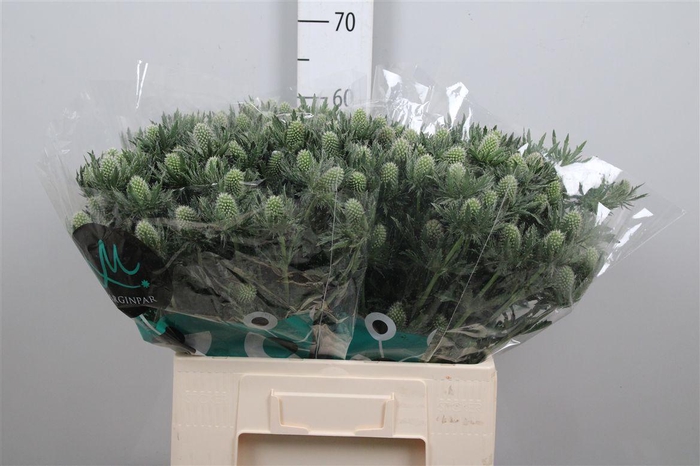 <h4>Eryn Gemini Questar</h4>