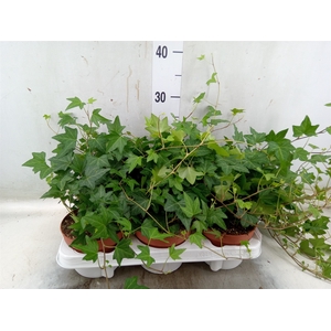 Hedera helix 'Diny'