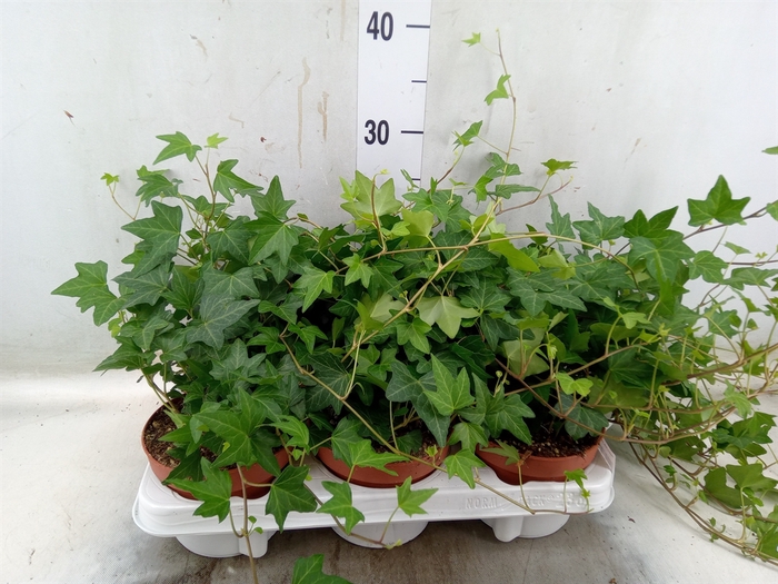 <h4>Hedera helix 'Diny'</h4>