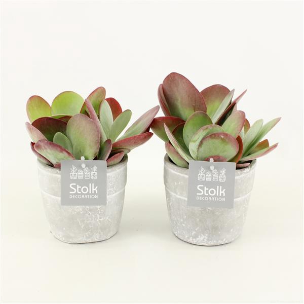 <h4>Kalanchoe Thyrsiflora in Stone Look Pot</h4>
