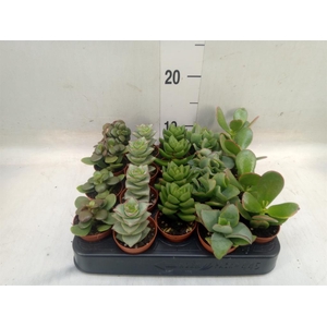 Crassula   ...mix