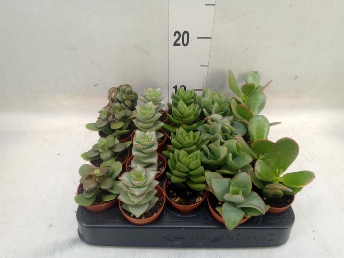 <h4>Crassula   ...mix</h4>