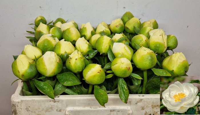 <h4>PAEO MOONRISE</h4>