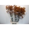 Anigozanthos Gold Fever