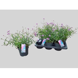 VERBE BONARIENSIS