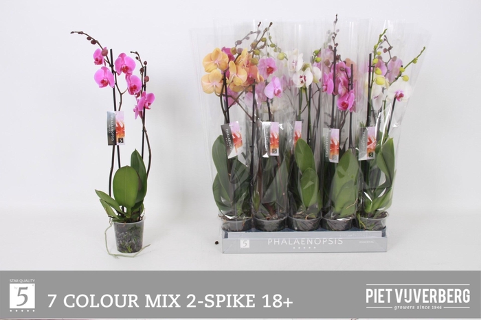 <h4>PHAL GEM 7 KL</h4>