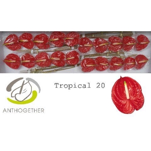 Anth A Tropical 9 cm X20 Spek Flowers