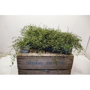 arr8 Muehlenb Golden Girl