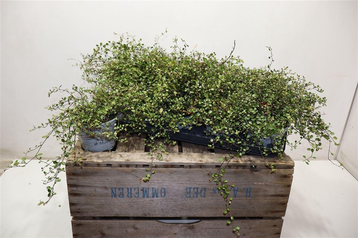 <h4>arr8 Muehlenb Golden Girl</h4>