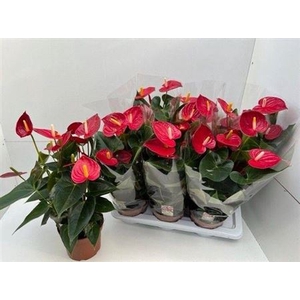 Anthurium (Andreanum Grp) Tremendo