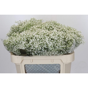 Gyps Zinzi Discovery