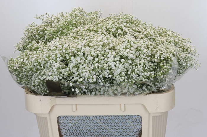 <h4>Gyps Zinzi Discovery</h4>