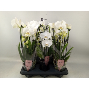 Phalaenopsis   ...white