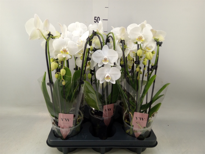 <h4>Phalaenopsis   ...white</h4>