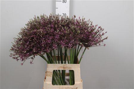 <h4>Allium Spider</h4>
