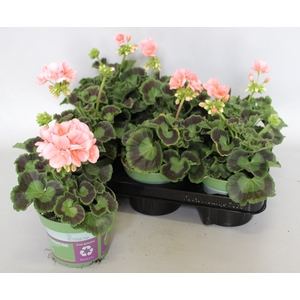 Pelargonium zonale Lenja light Salmon
