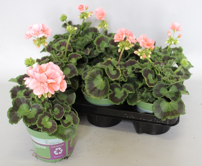 <h4>Pelargonium zonale Lenja light Salmon</h4>