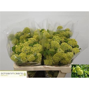 Viburnum Roseum St
