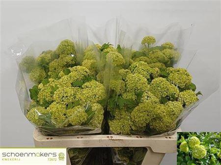 <h4>Viburnum Roseum St</h4>