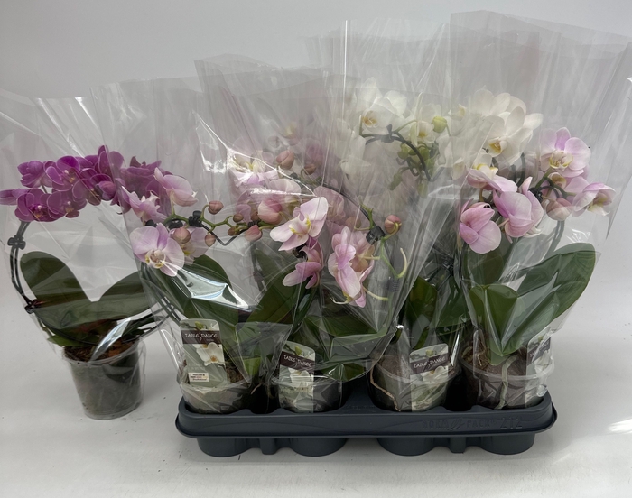 <h4>PHAL GEM</h4>