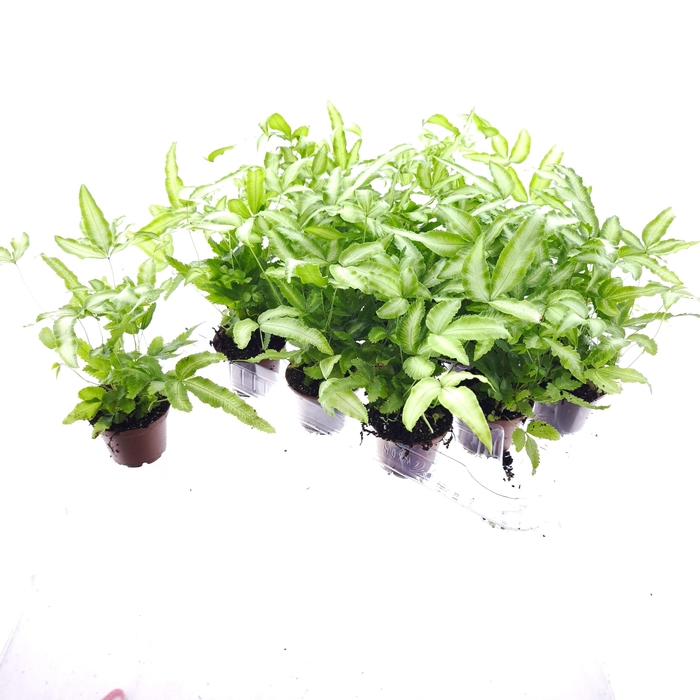 <h4>PTERIS ALBOLINEATA</h4>