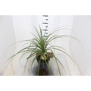 BEAUCARNEA P20