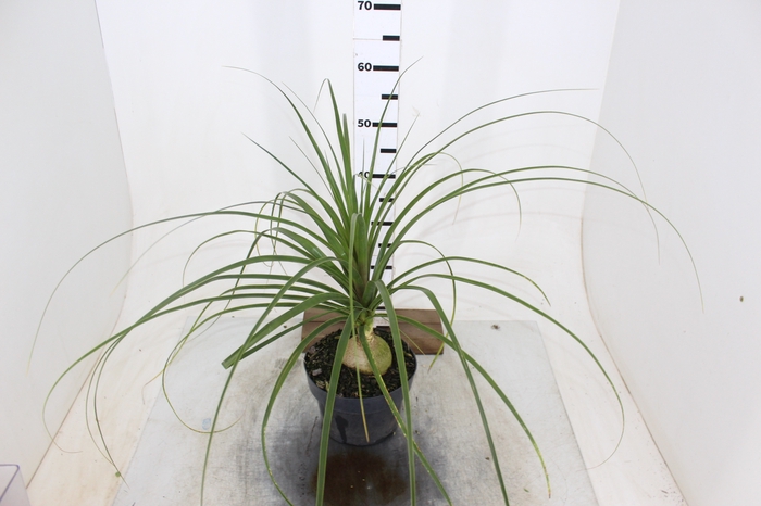 BEAUCARNEA P20