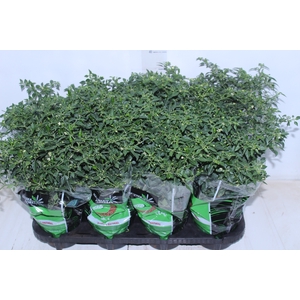 PIMENTA MALAGUETINHA P14