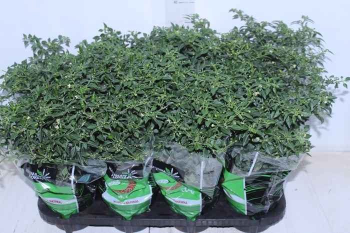 <h4>PIMENTA MALAGUETINHA P14</h4>