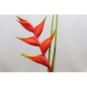 Heliconia Steel Humilis