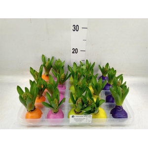 Hyacinthus orie.   ...waxed L%