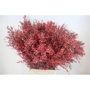 Ginster 400gr Red P Bunch