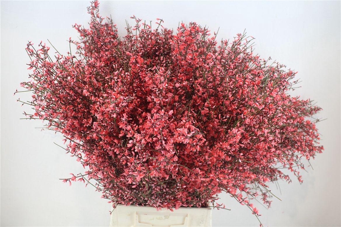 <h4>Ginster 400gr Red P Bunch</h4>