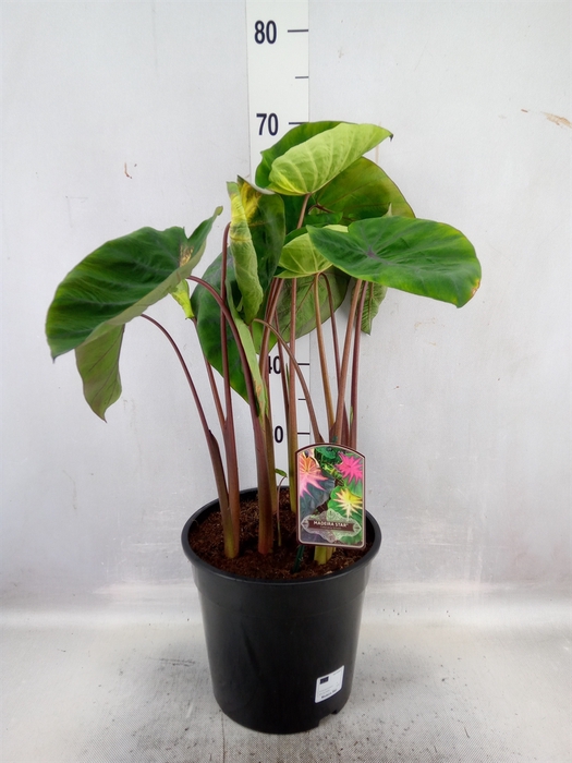 Colocasia esculenta