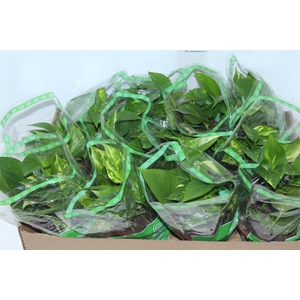 JIBOIA VERDE C13 PENDENTE